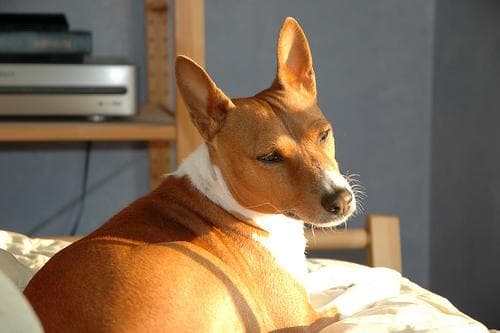 Basenji