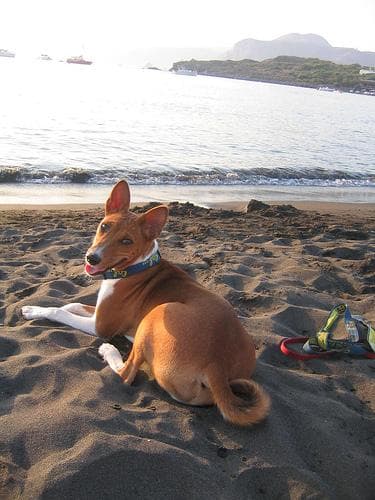 Basenji