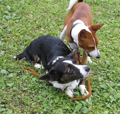 Basenji