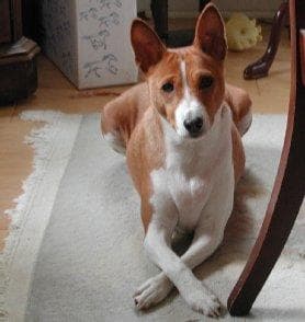 Basenji