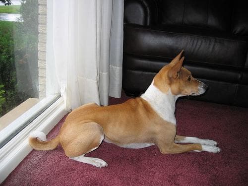 Basenji