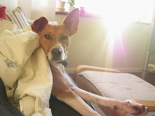 Basenji