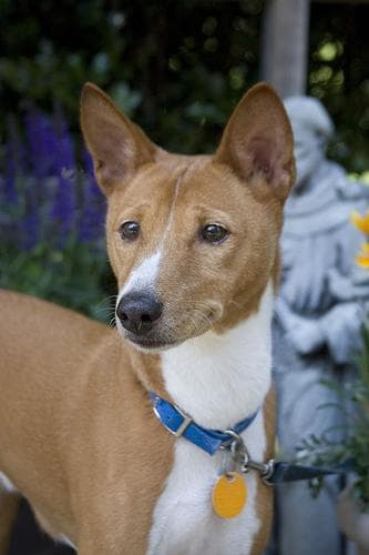 Basenji