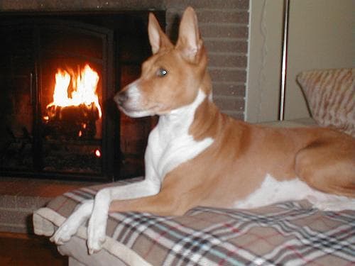 Basenji