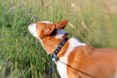 Basenji