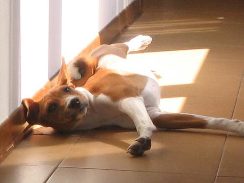 Basenji