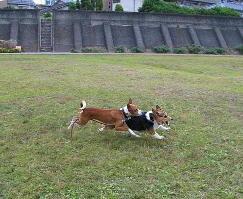 Basenji