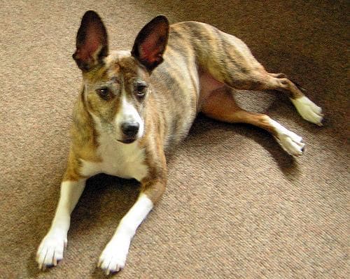 Basenji