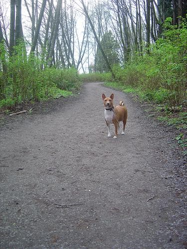Basenji