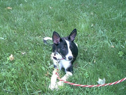 Basenji