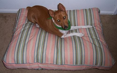 Basenji