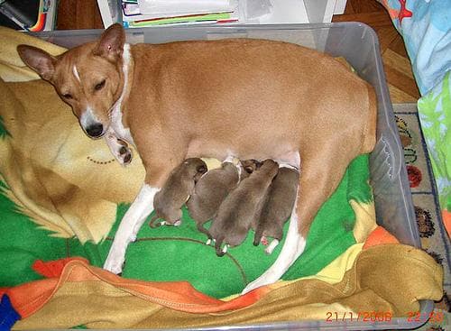 Basenji