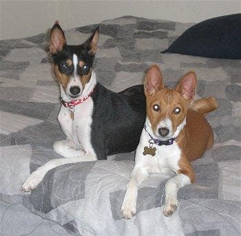 Basenji