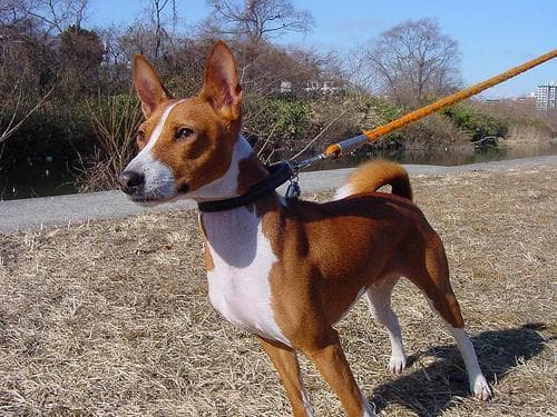 Basenji