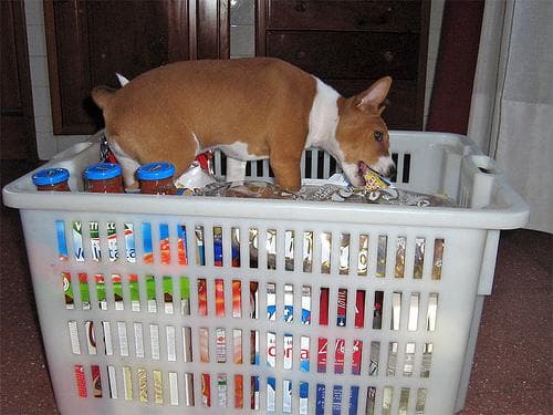 Basenji