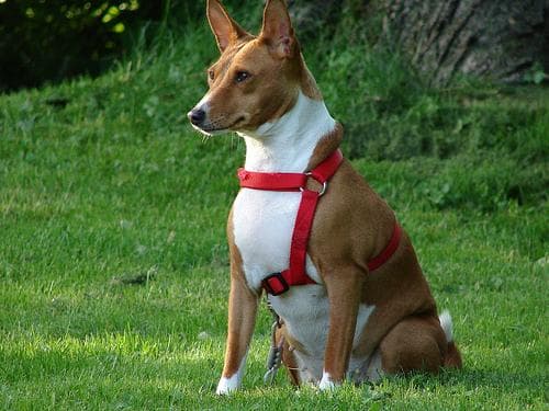 Basenji