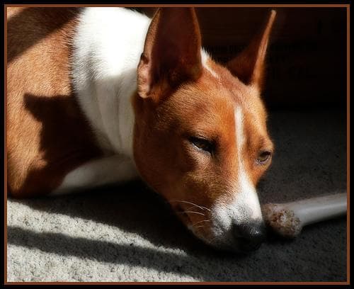 Basenji