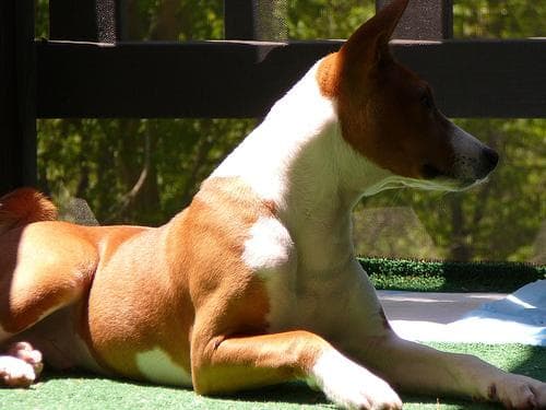 Basenji