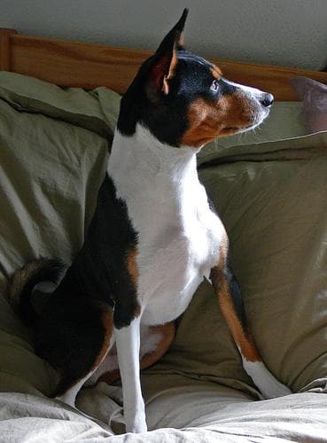 Basenji