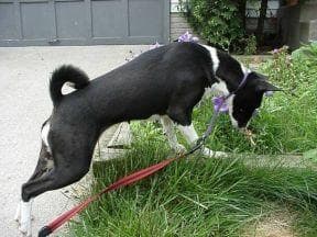 Basenji