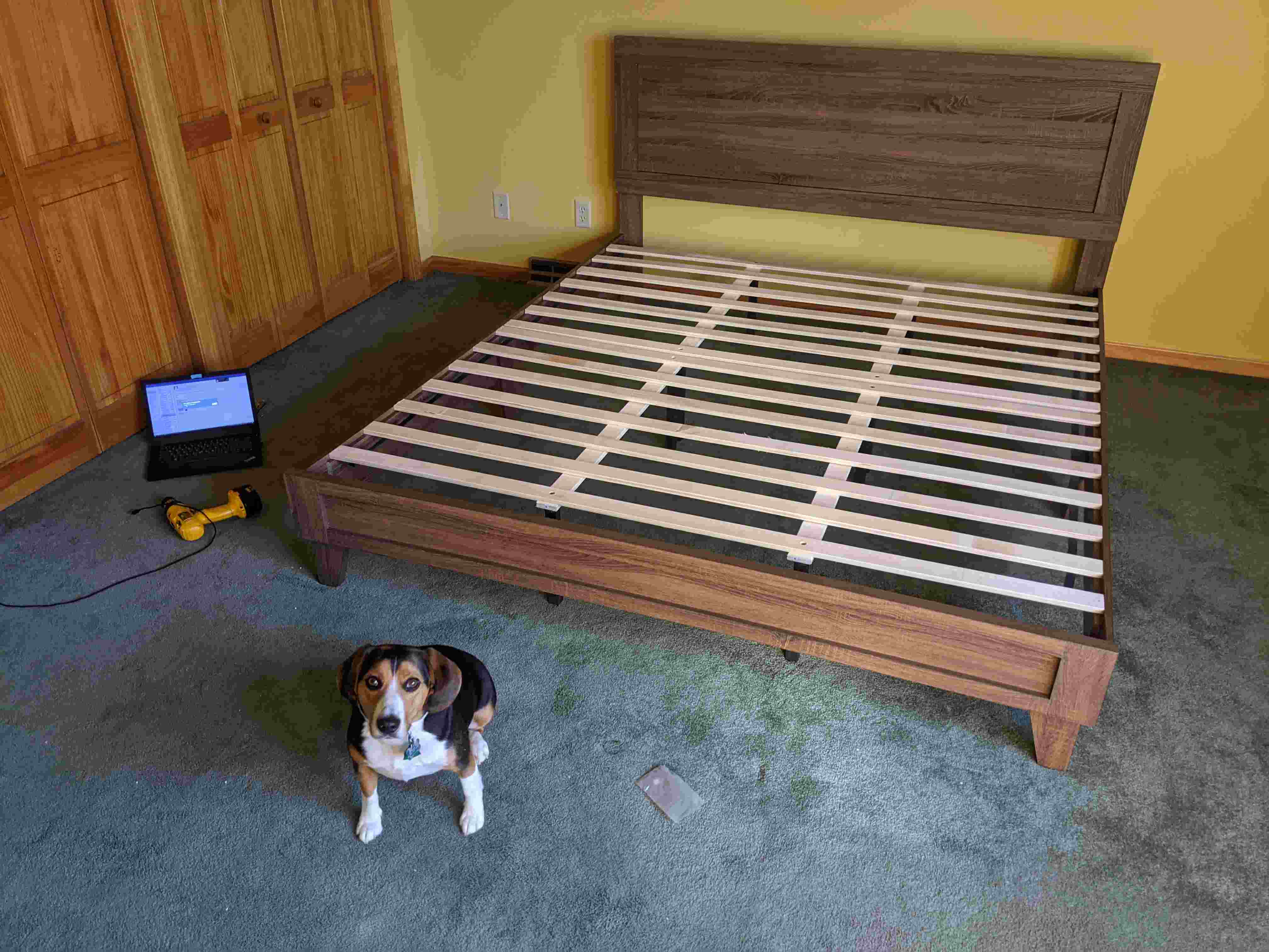 Beagle