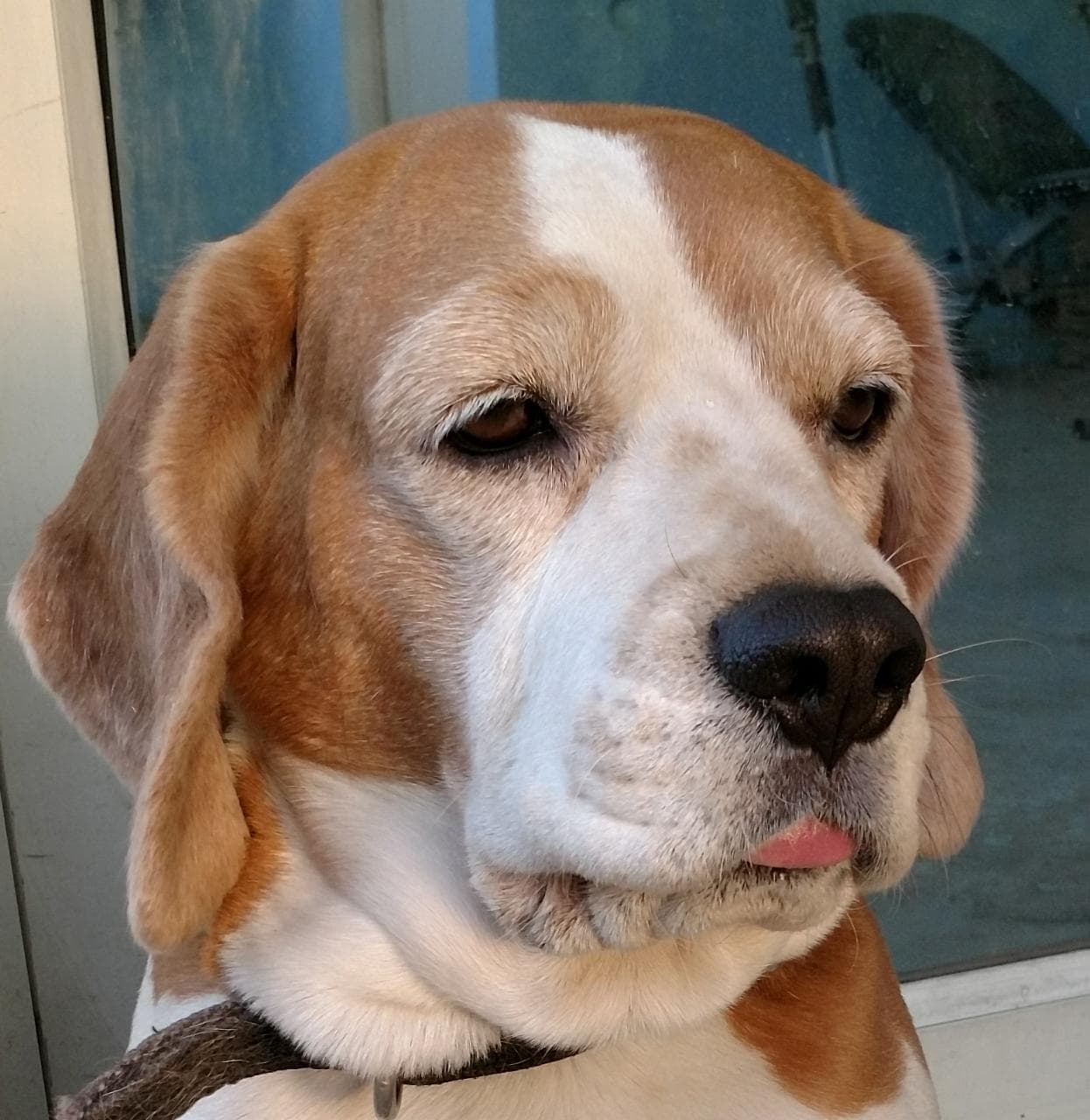 Beagle
