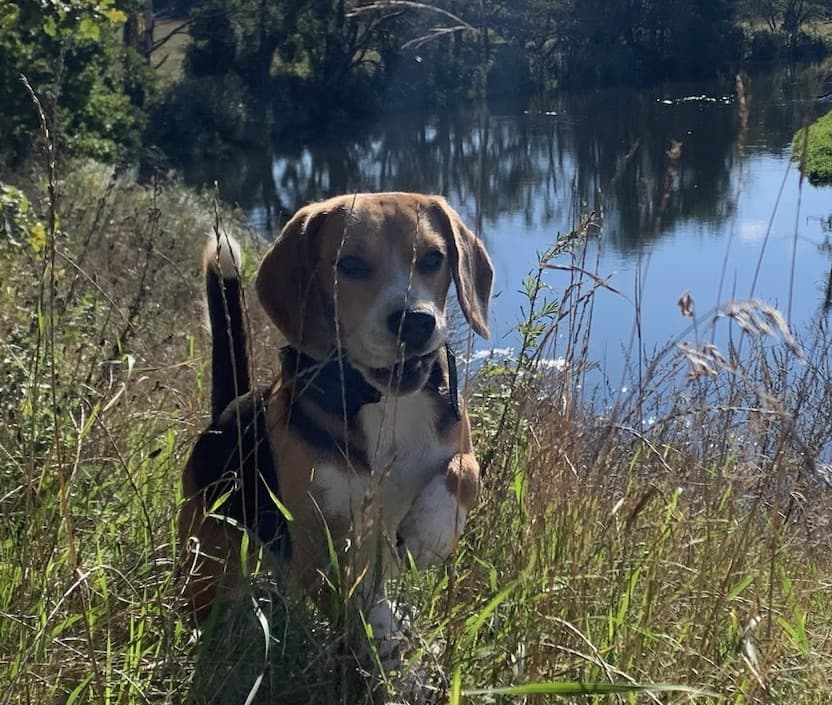 Beagle
