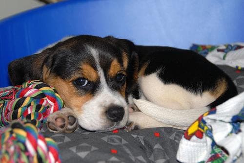 Beagle