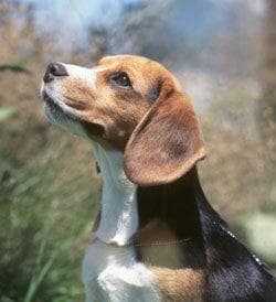 Beagle