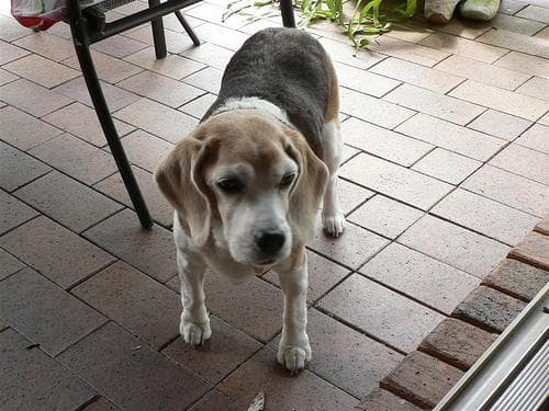 Beagle