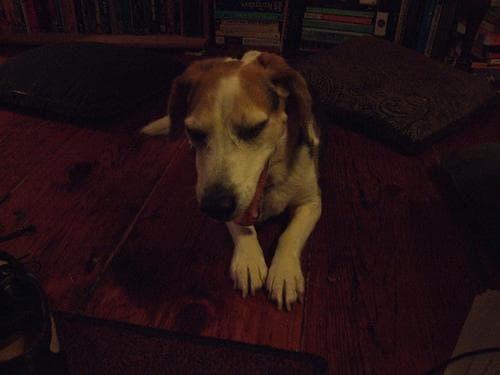 Beagle