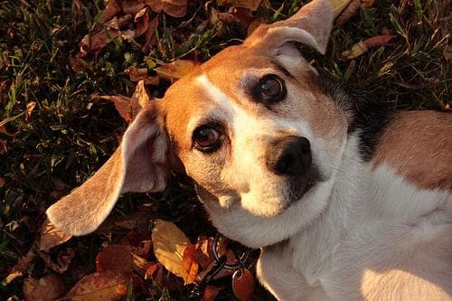 Beagle