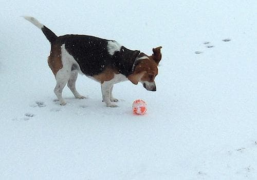 Beagle