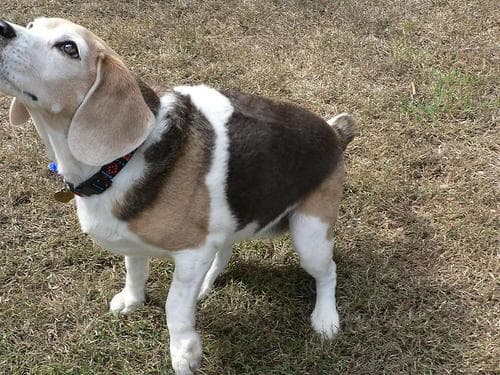 Beagle