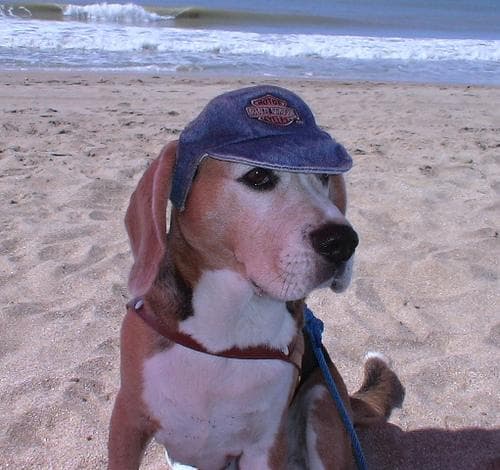 Beagle
