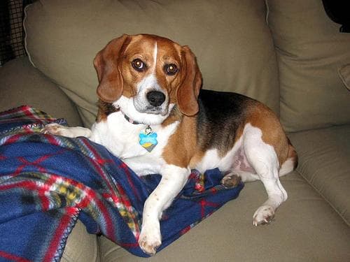 Beagle