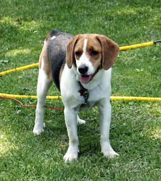 Beagle