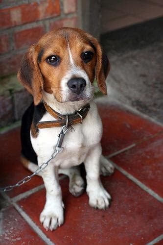 Beagle