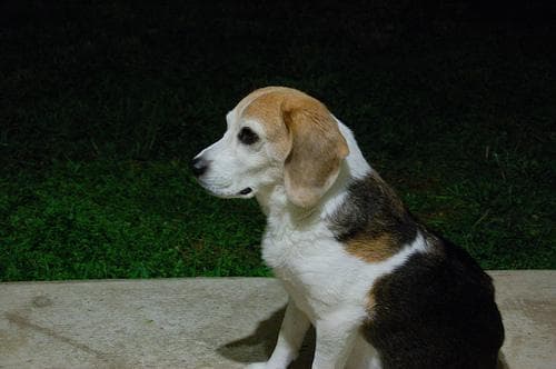 Beagle