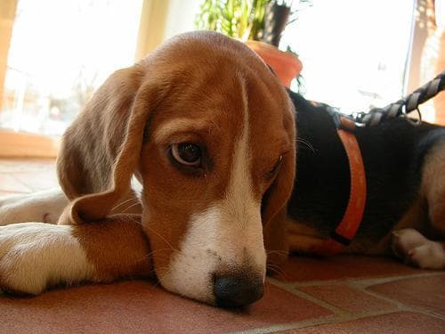 Beagle