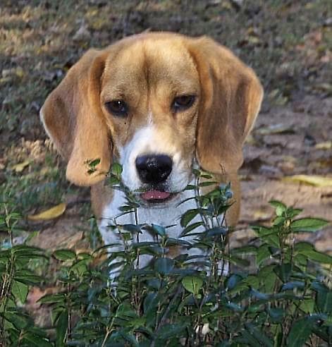 Beagle