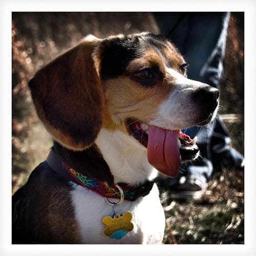 Beagle