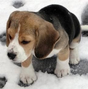 Beagle