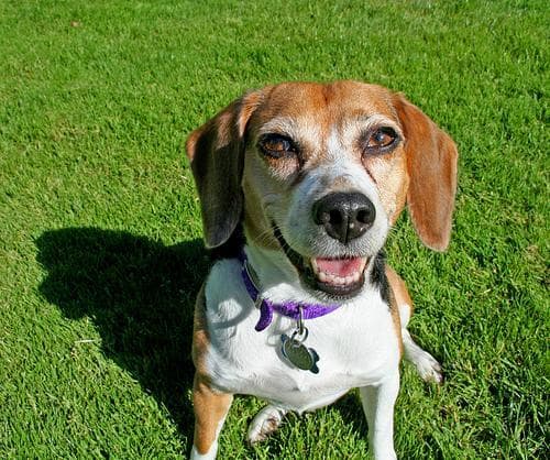 Beagle