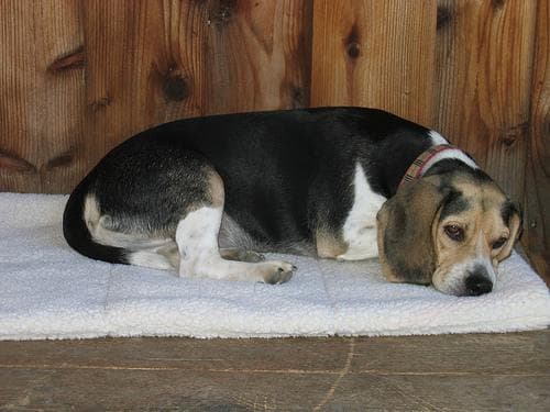 Beagle