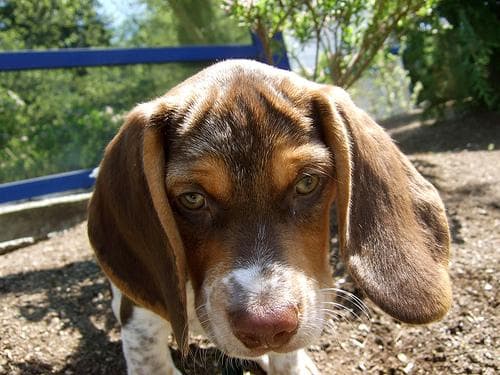 Beagle