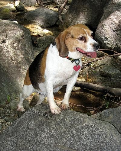 Beagle