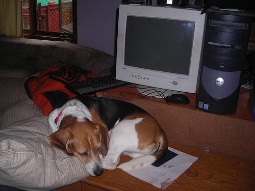 Beagle