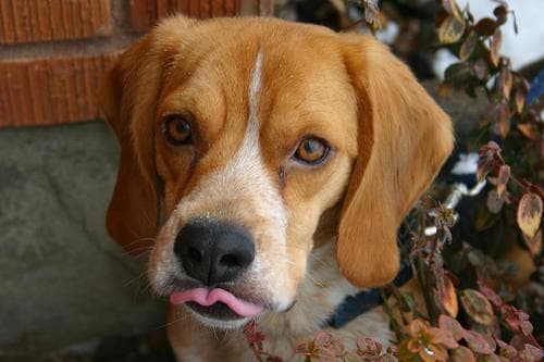 Beagle