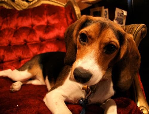 Beagle